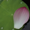 漂泊