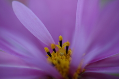 秋桜