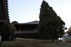 良弁杉