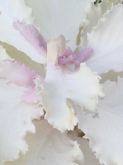 桜だけでなく（2）