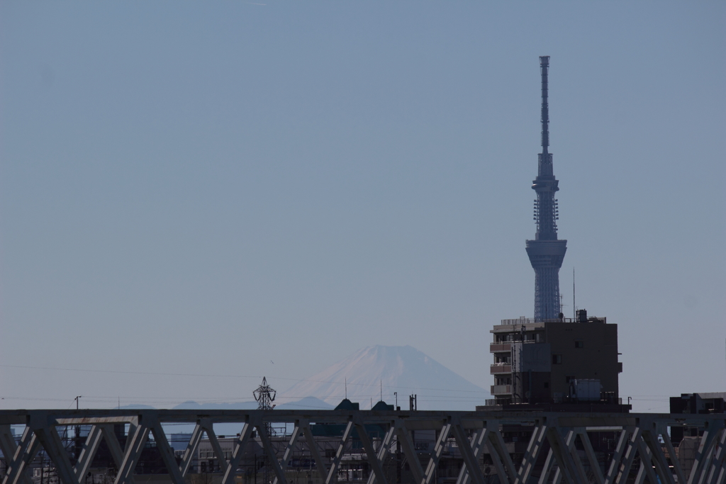 スカイツリーと富士山