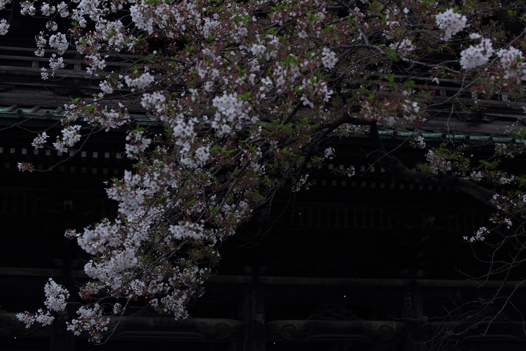 残る桜に散る桜