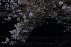 残る桜に散る桜