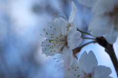 春暁