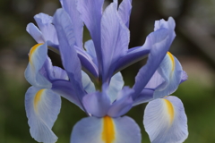 Iris(2)