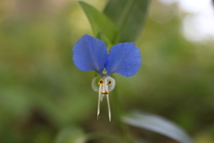 露草