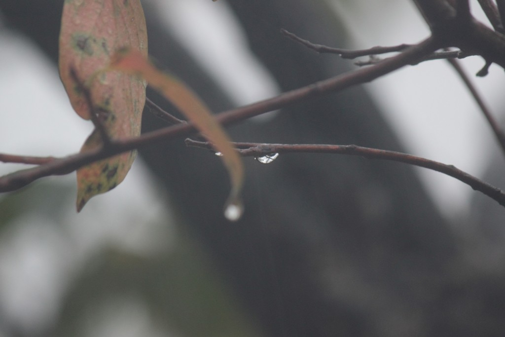 秋雨