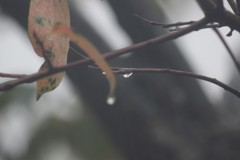 秋雨
