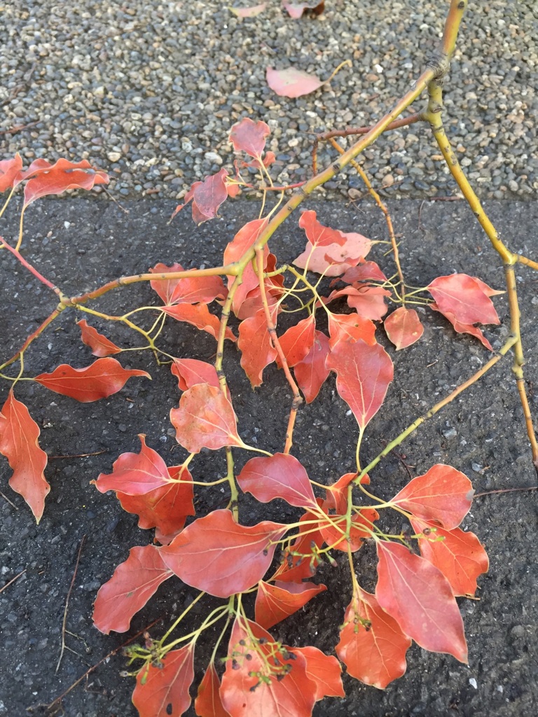 なあんだこれ？