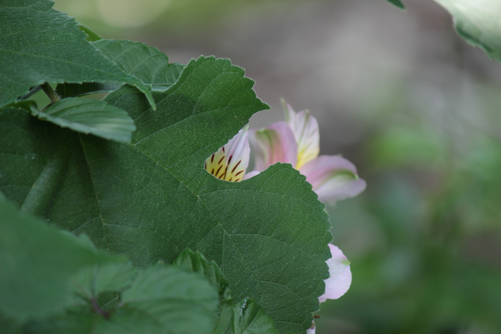 はにかみ屋さん