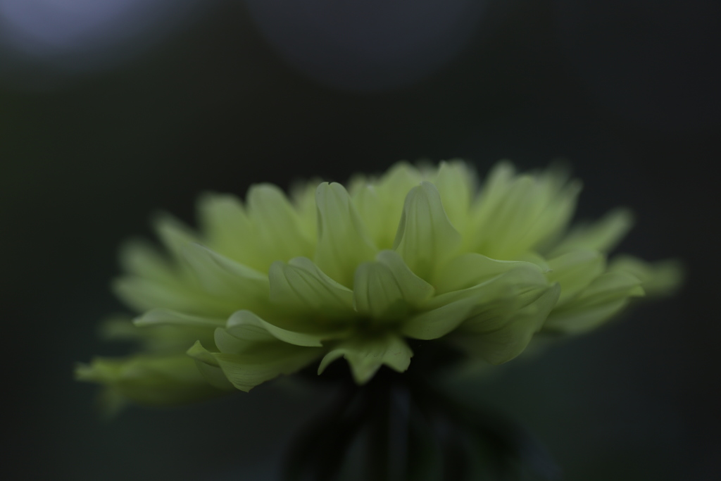 ダリア2