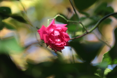 たった一輪の花～再会～