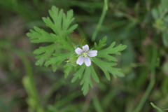 この花見つけました