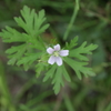この花見つけました