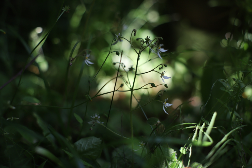 ユキノシタ（1）