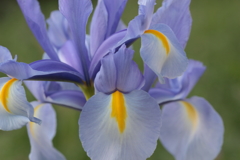 Iris(1)