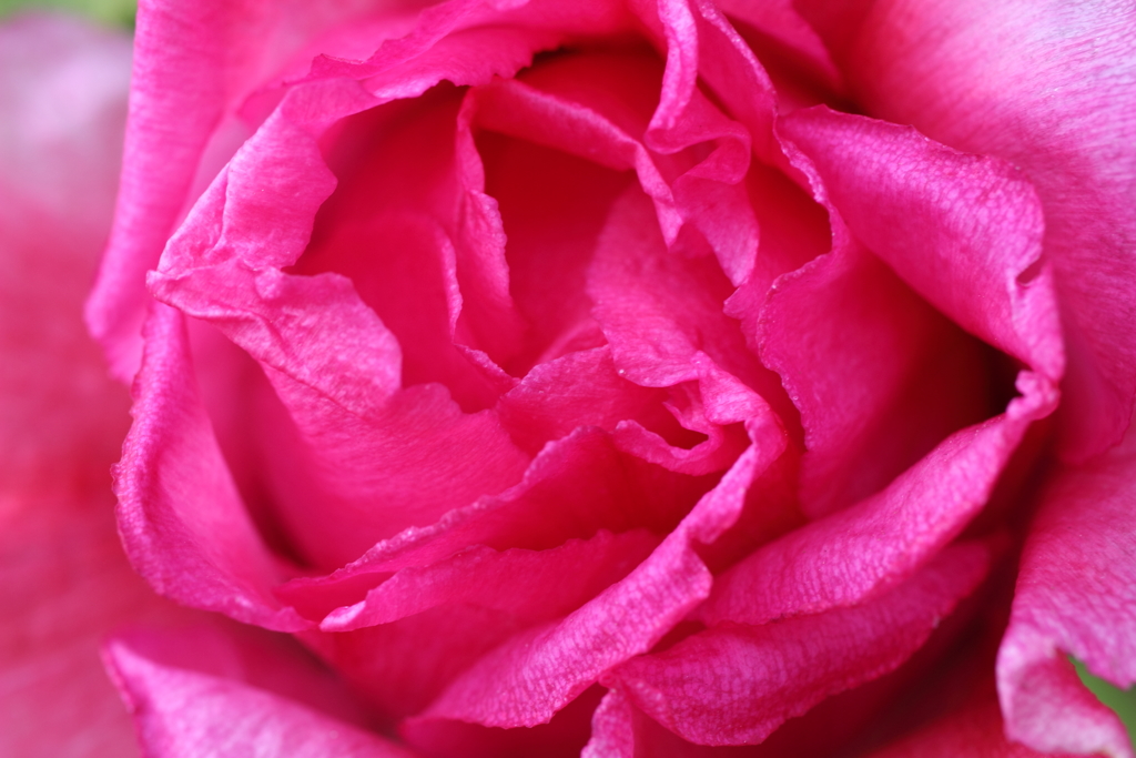 薔薇のような