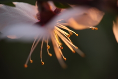 夕映え