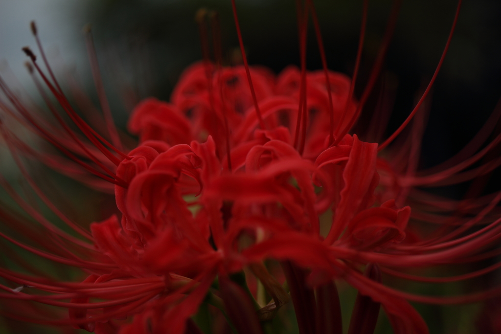 彼岸花