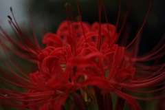 彼岸花