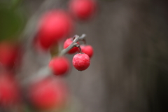 紅く
