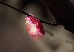 早春の香り