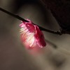 早春の香り