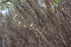 花冠