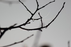 雫（10）