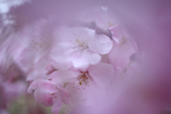 桜色