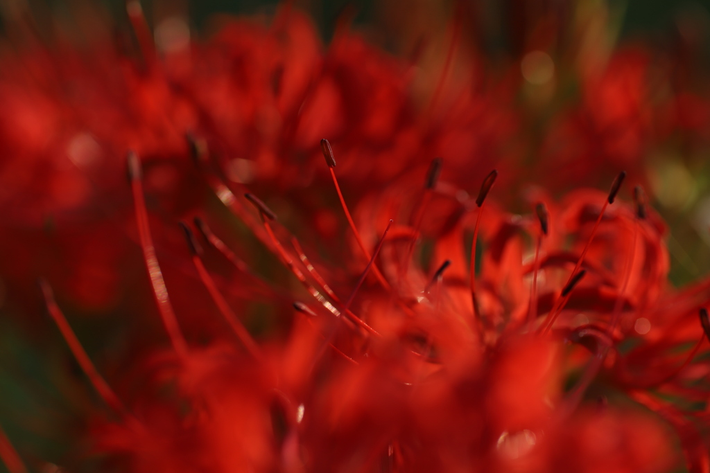 紅く