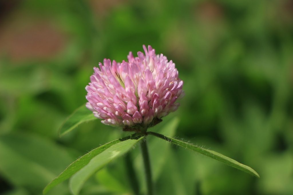 ムラサキツメクサ