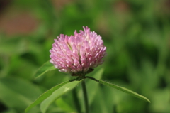 ムラサキツメクサ