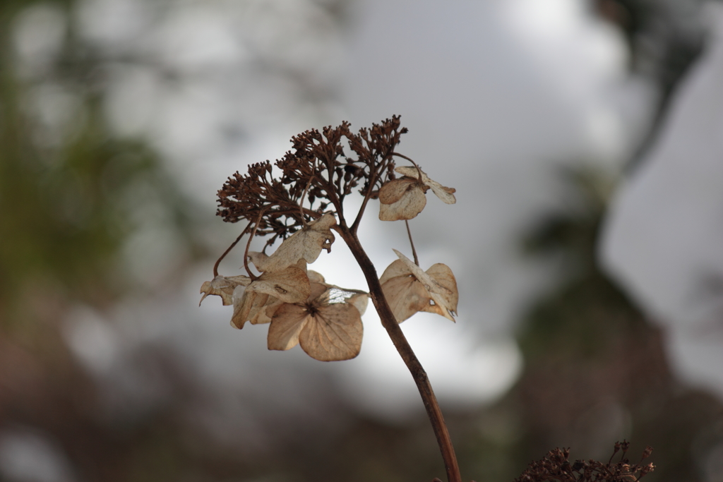 冬の紫陽花（2）