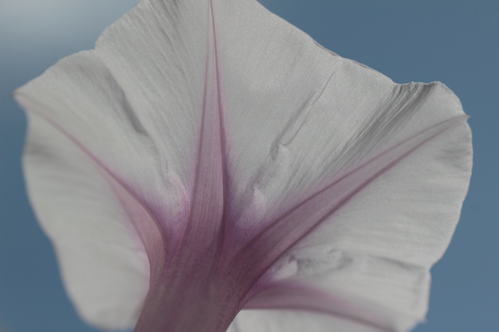 朝顔なのに~玉藻公園（昼間編）~