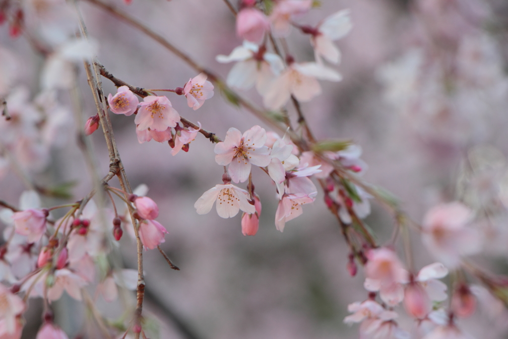 桜咲く 2