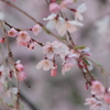 桜咲く 2