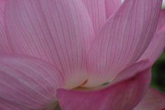 Lotus(5)
