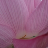 Lotus(5)