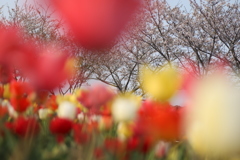 春の歌