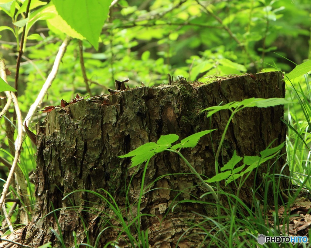 三頭山にて（4）
