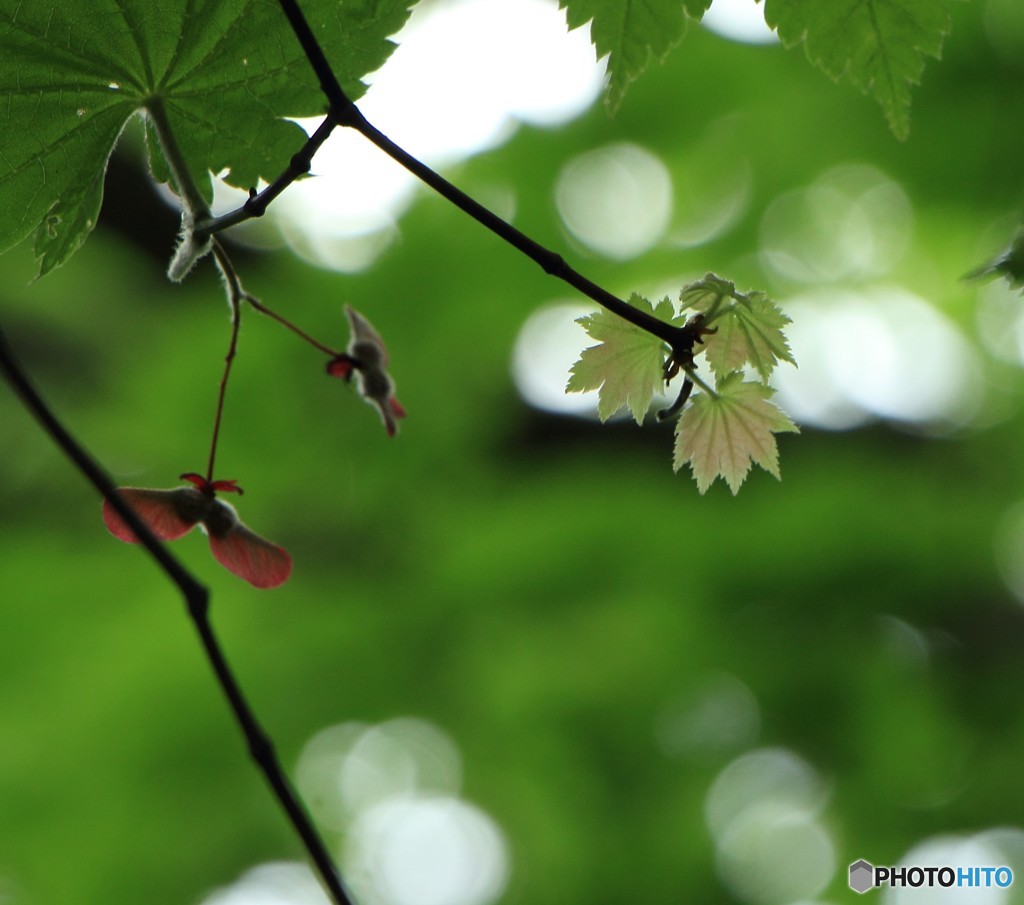 三頭山にて（7）