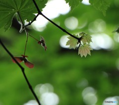 三頭山にて（7）