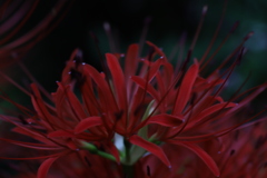 彼岸の華