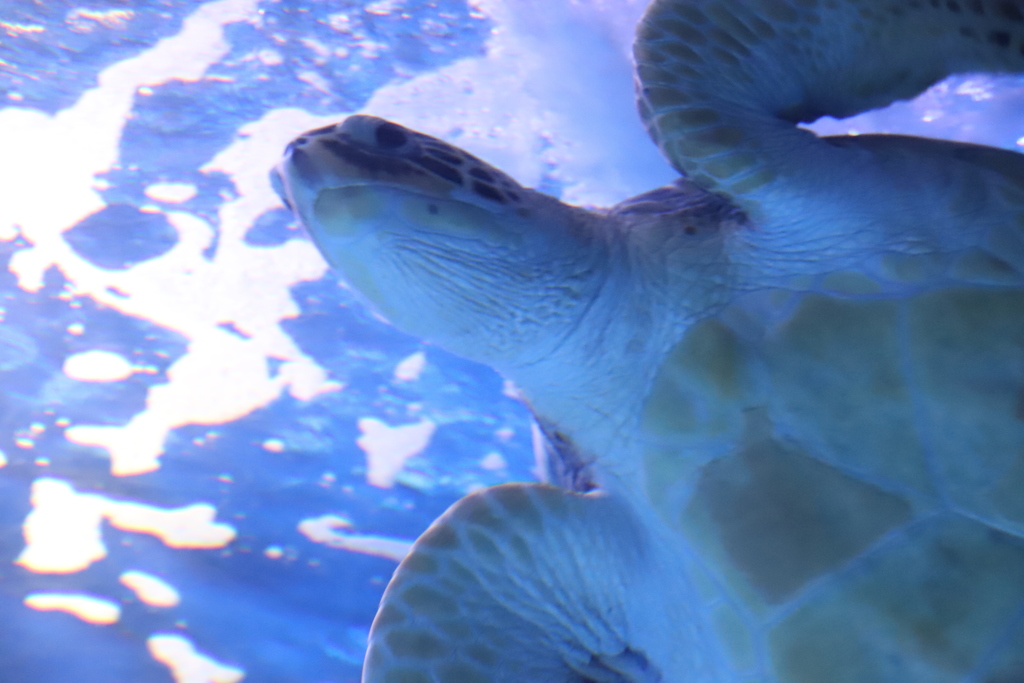 ウミガメ（1）