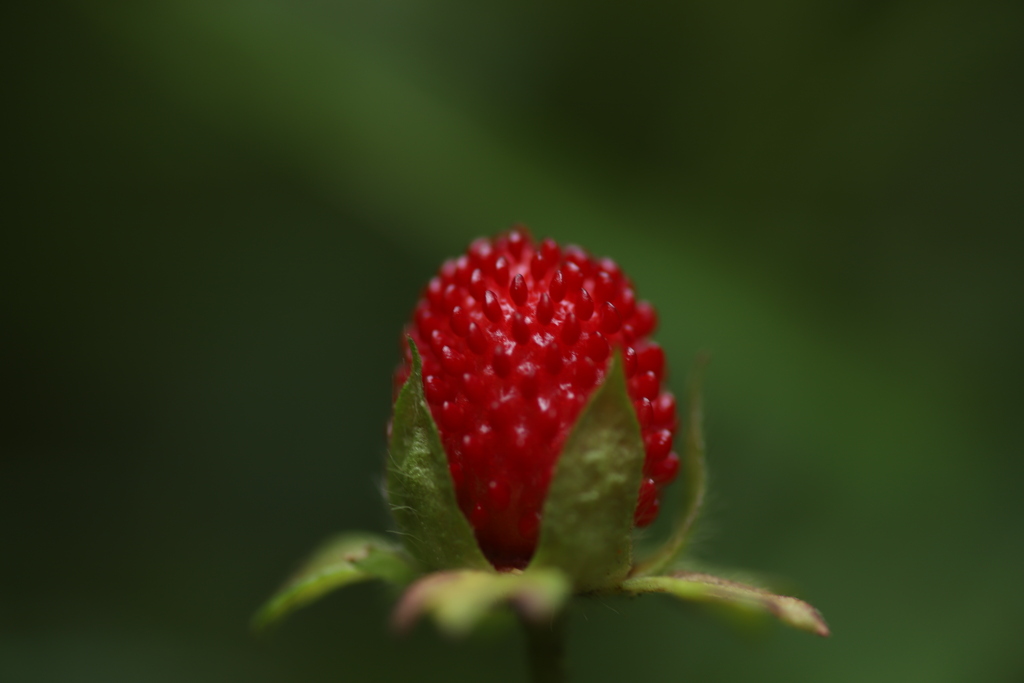 おひとついかが