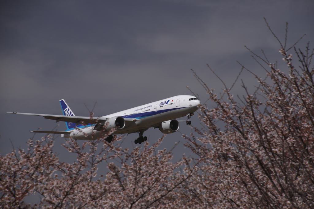 桜と飛行機（2）