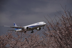桜と飛行機（2）