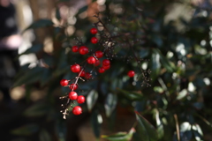 紅い実