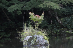 秋色ほんのり（3）